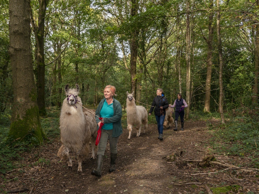 Walking Llamas